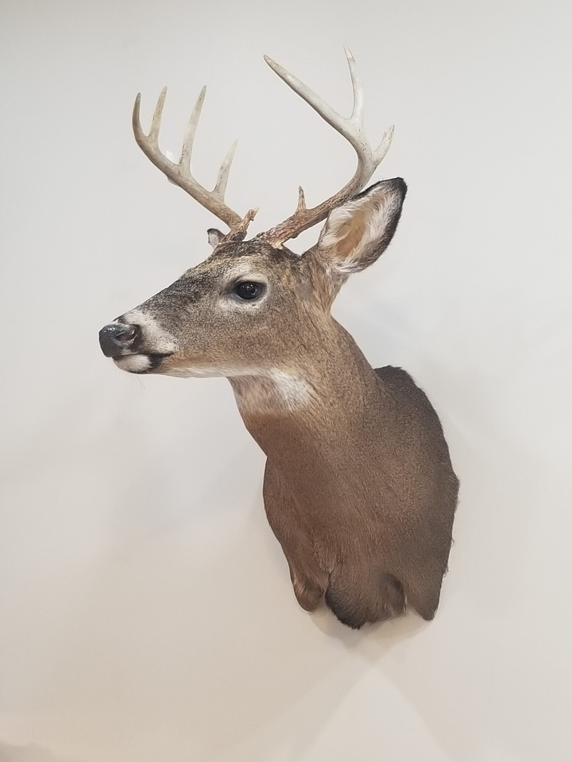 Our Work - Vance Wildlife Taxidermy