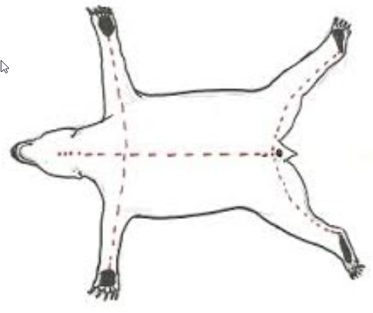 Lifesize animal incision image