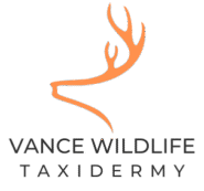 Vance Wildlife Taxidermy